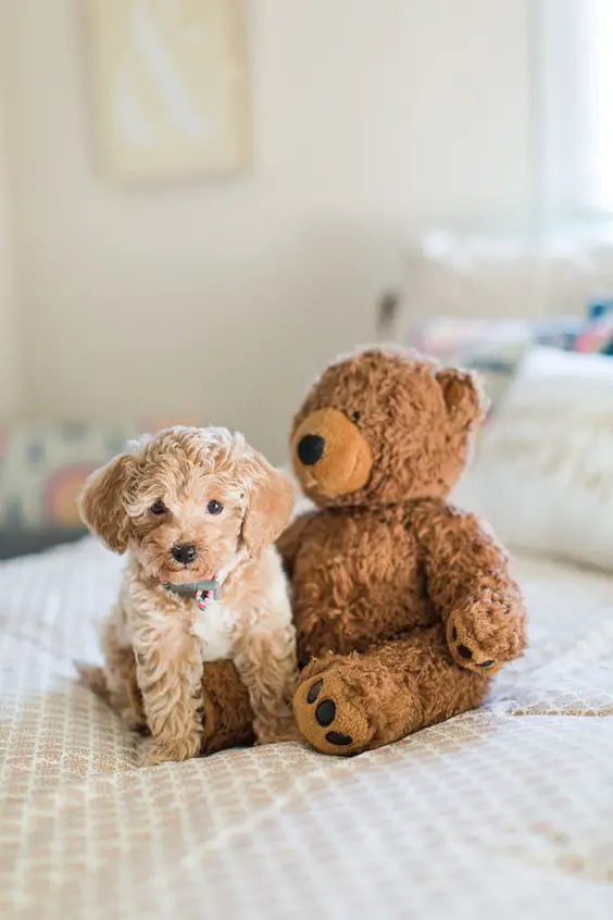A Bichon Frise puppy sitting next to a teddy bear stuffed on the bed