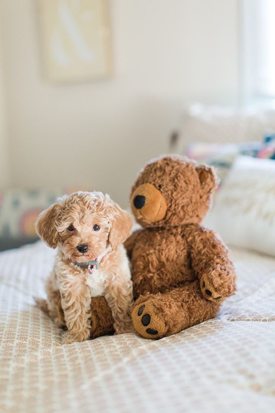 A Bichon Frise puppy sitting next to a teddy bear stuffed on the bed