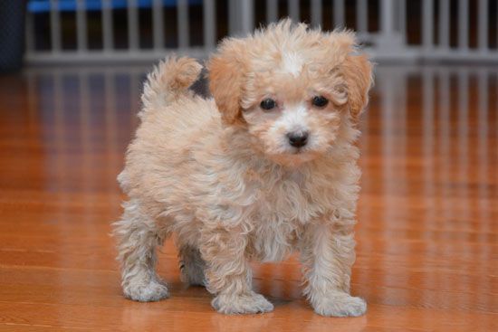 cream Poochon puppy standing on the wooden floor