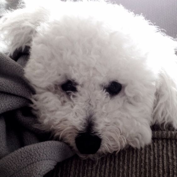 A Bichpoo lying on the couch with its adorable face