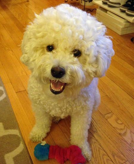 A happy Bichpoo sitting on the floor