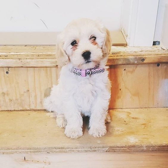Bichpoo puppy sitting in the stairway going to the front door