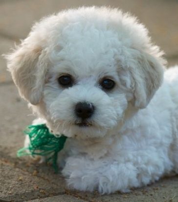 cute bichon frise puppies