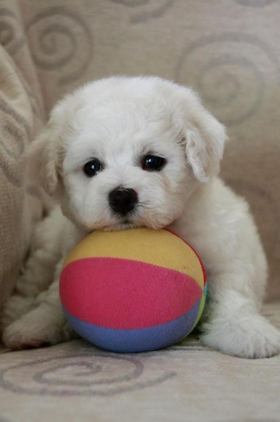 Bichon frise with face resting in the ball