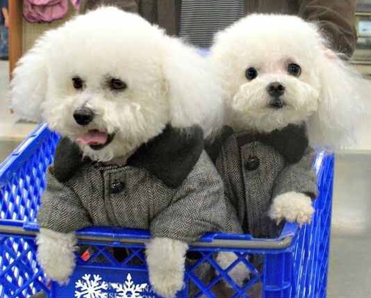 Bichon frise in a shopping cart