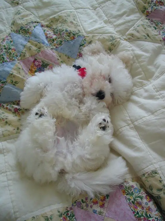 A Bichon Frise puppy sleeping soundly on the bed with its legs spread out