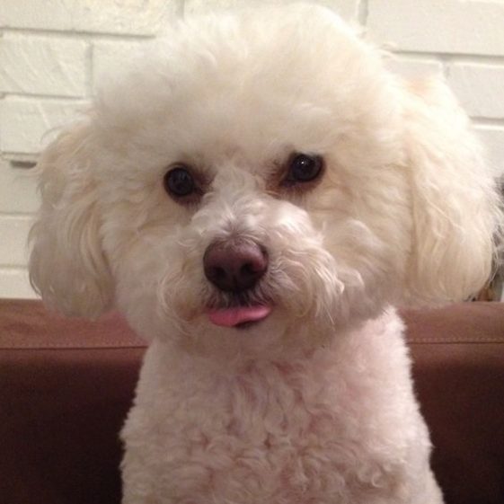 bichon frise with tongue out