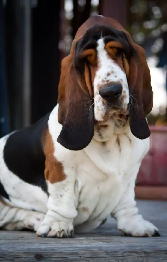 A Basset Hound standing on the wooden floor outdoors