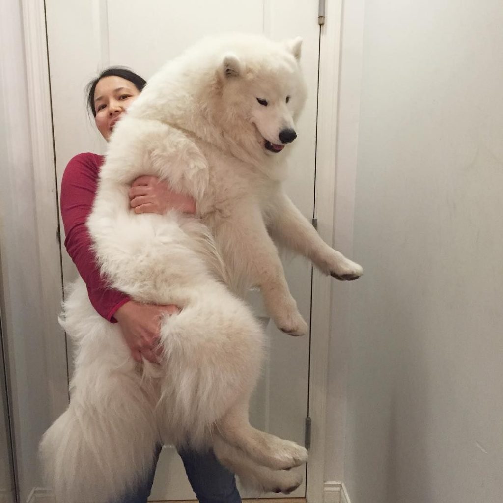 big white dog samoyed