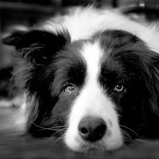 A Black and White Border Collie lying on the floor