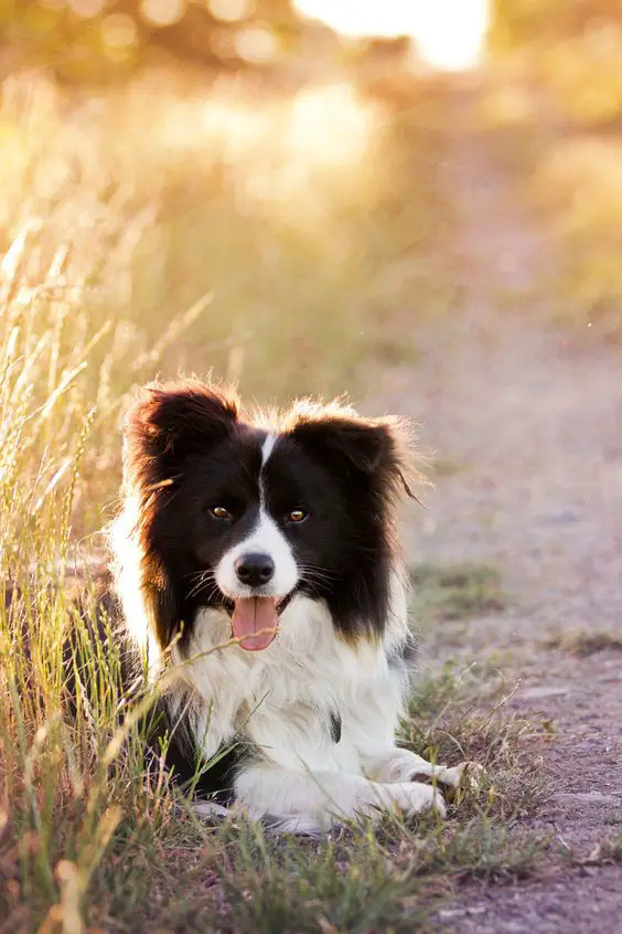 A Black and White Border Collie lying in the field under the sun