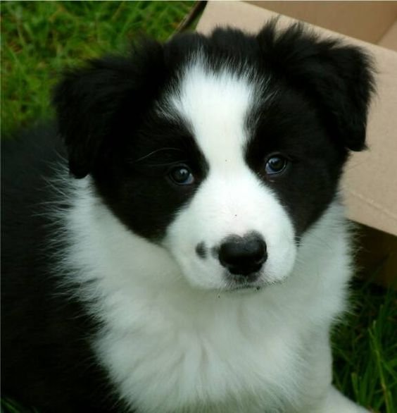 A Black and White Border Collie lying in the grass next to the box