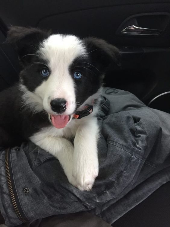 A Black and White Border Collie puppy lying in the backseat