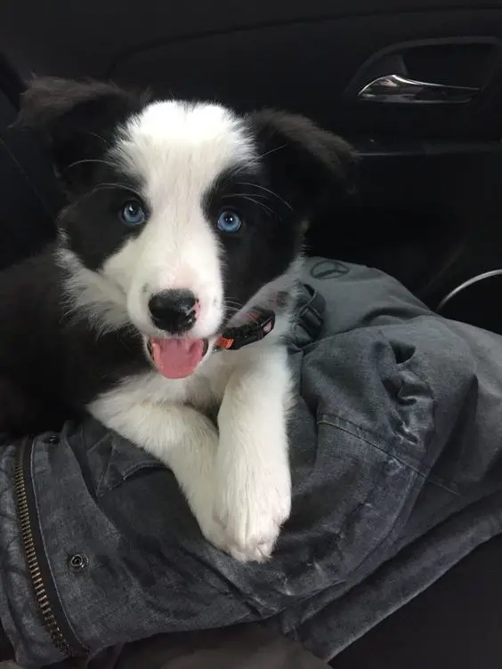 A Black and White Border Collie puppy lying in the backseat