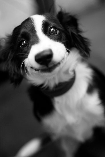 An adorable Black and White Border Collie puppy
