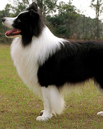 A Black and White Border Collie standing at the park