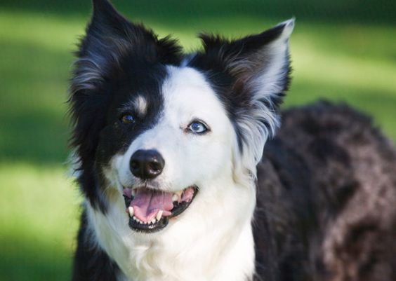 A Black and White Border Collie at the park while smiling