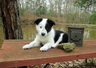 A Black and White Border Collie puppy lying on top of the bench at the park
