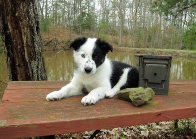 A Black and White Border Collie puppy lying on top of the bench at the park