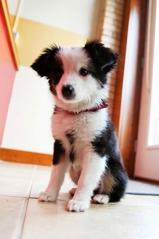 A Black and White Border Collie sitting on the floor