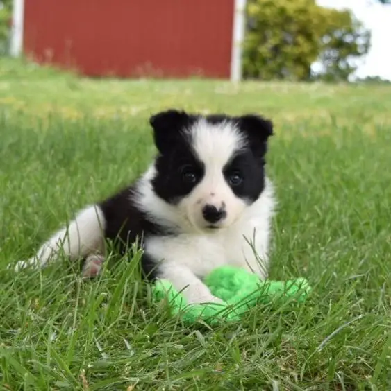 A Black and White Border Collie puppy lying on the grass with its toy
