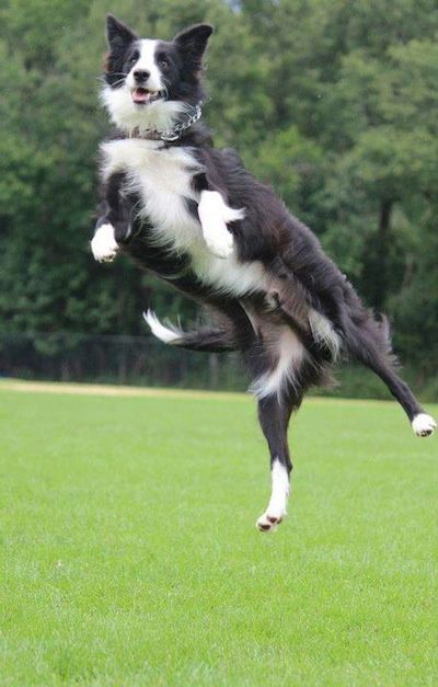 A Black and White Border Collie playing at the park