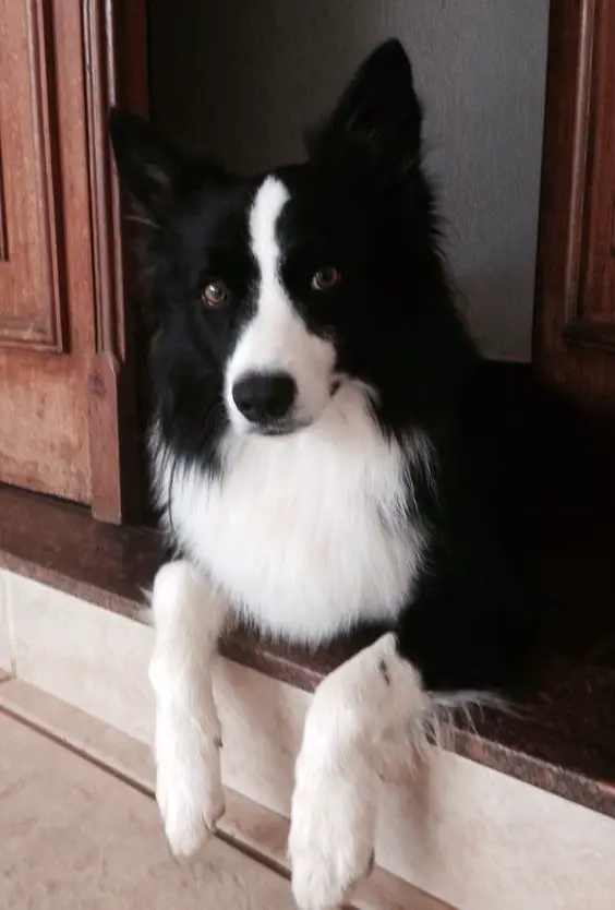 A Black and White Border Collie lying in the front door