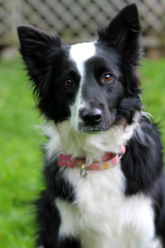 A Black and White Border Collie sitting on the grass
