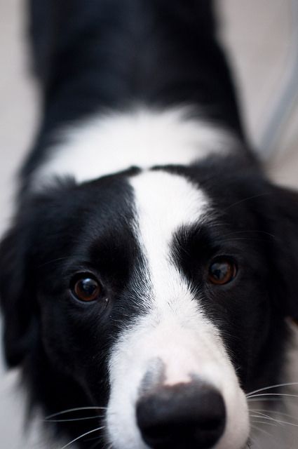 A Black and White Border Collie standing on the floor with its begging face