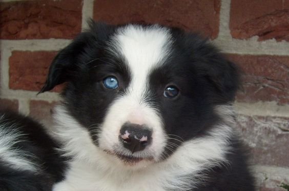 A Black and White Border Collie lying on the pavement