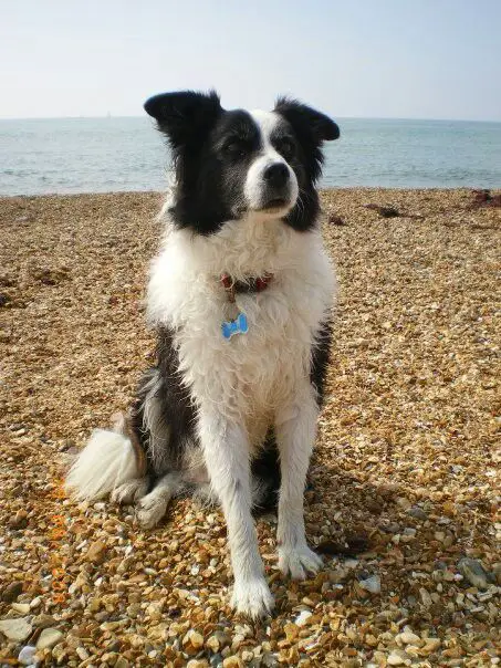A Black and White Border Collie sitting by the seashore