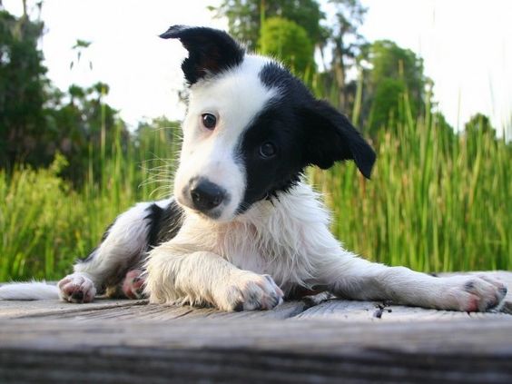 A Black and White Border Collie puppy lying on the wooden floor
