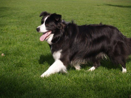A Black and White Border Collie walking in the yard