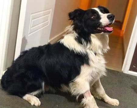 A Black and White Border Collie sitting on the floor while looking up and smiling