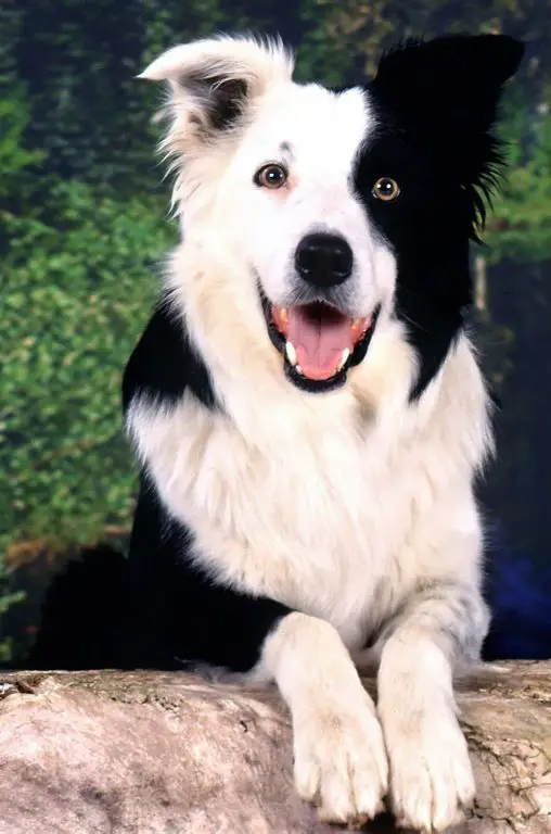 A Black and White Border Collie lying on the rock while smiling