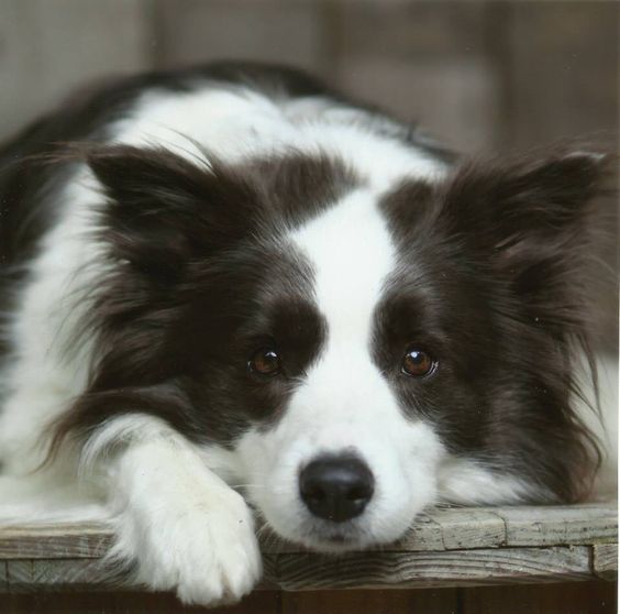 A Black and White Border Collie lying on wooden floor