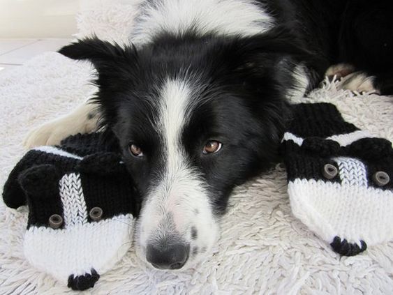 A Black and White Border Collie lying on the carpet