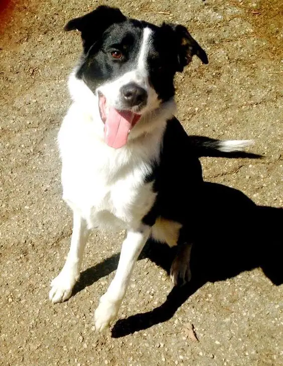 A Black and White Border Collie sitting on the ground while smiling