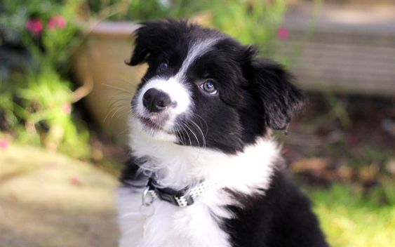 A Black and White Border Collie puppy sitting in the garden