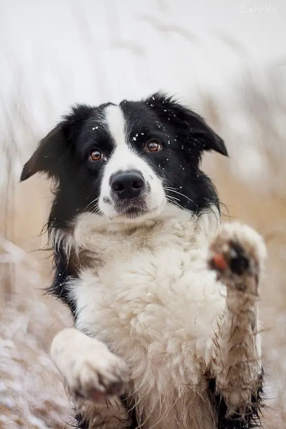 30 Cute Black and White Border Collie Pics That Will Cheer