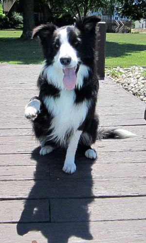 A Black and White Border Collie sitting on the wooden floor giving a paw