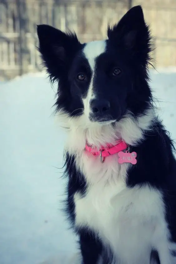 A Black and White Border Collie sitting in snow