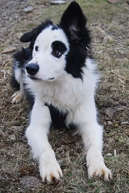 A Black and White Border Collie lying on the ground lying on the ground with its one ear up