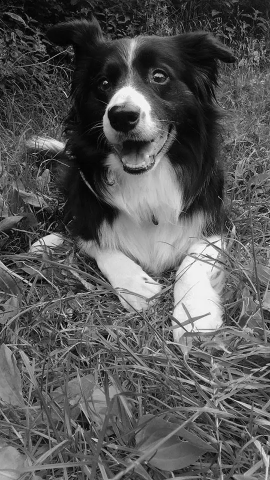 Black and white photo of a Black and White Border Collie lying on the grass