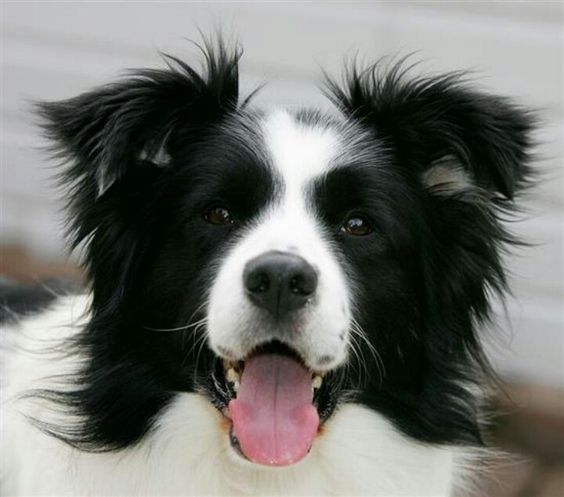 A happy Black and White Border Collie with its mouth open