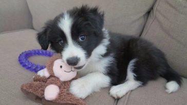 21 Cute Brown Border Collie Pics That Will Cheer You Up The Paws