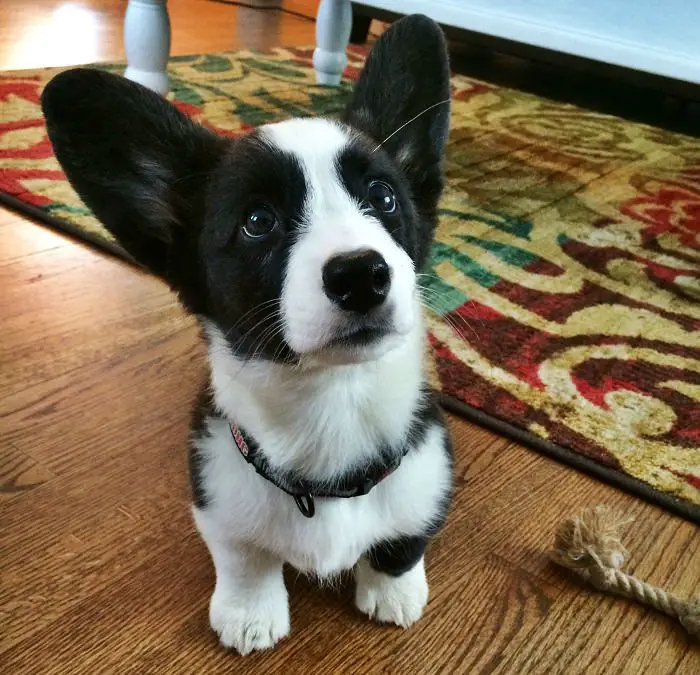 black and white corgi puppy on the floor with its begging face