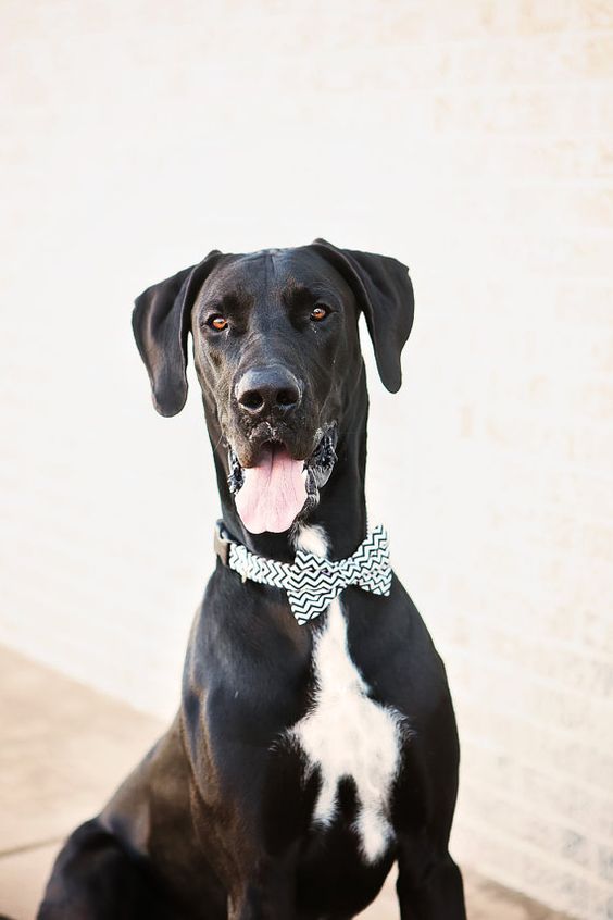 Mantle black and white Great Dane wearing a ribbon necktie while sitting on the floor with its tongue out