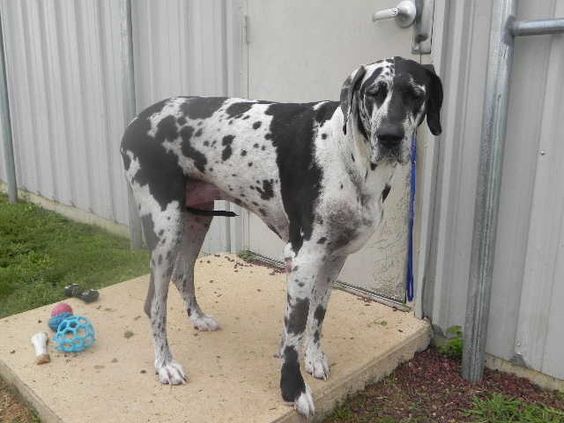 Great Dane with black and white Harlequin coat pattern standing by the door