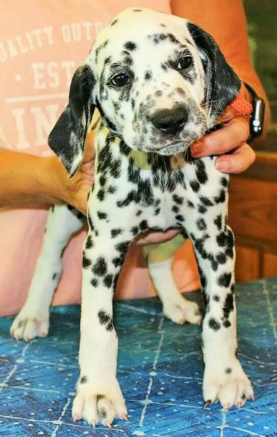 Great Dane in black and white Harlequin coat patter puppy on the floor